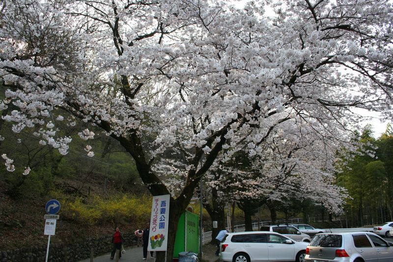 桜　吾妻公園