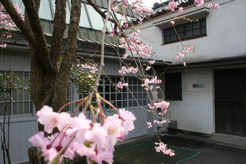 織物参考館　桜