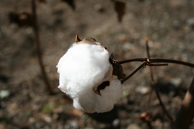 綿　収穫